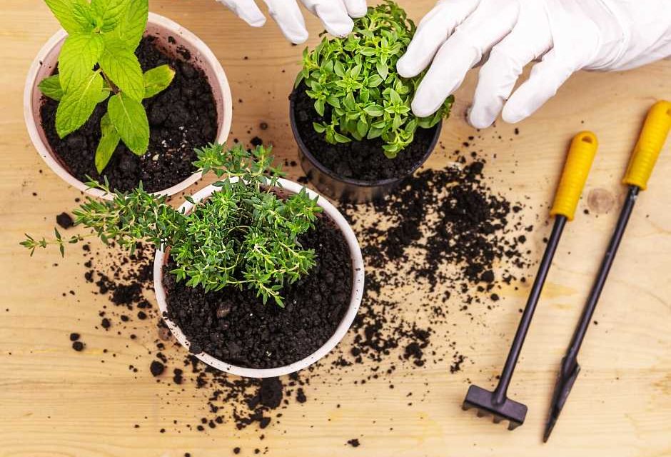 mosquito repellent plants
