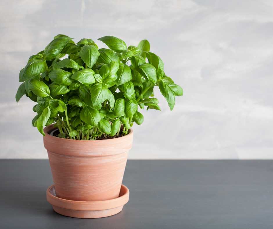 basil