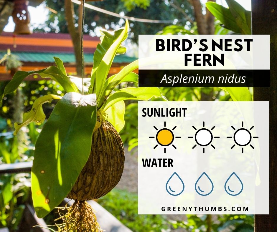 bird's nest fern
