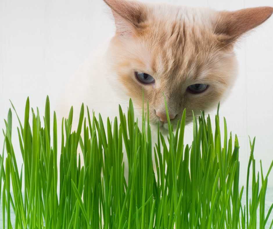 catnip