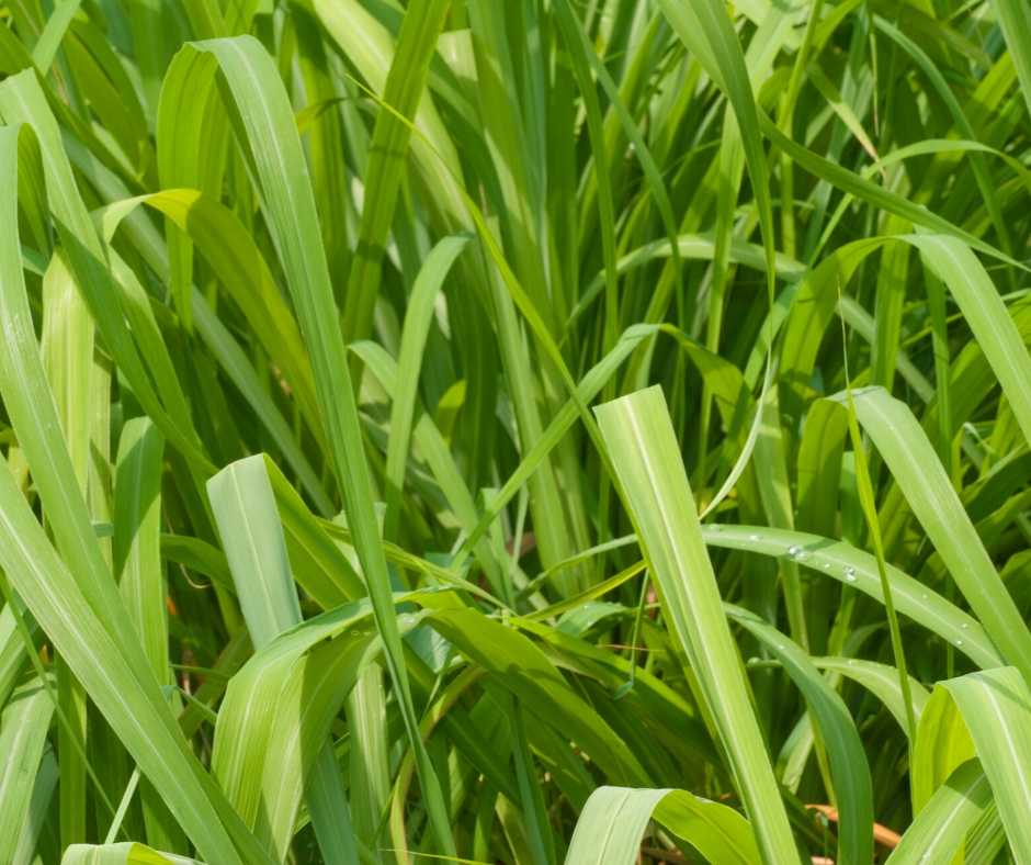 citronella