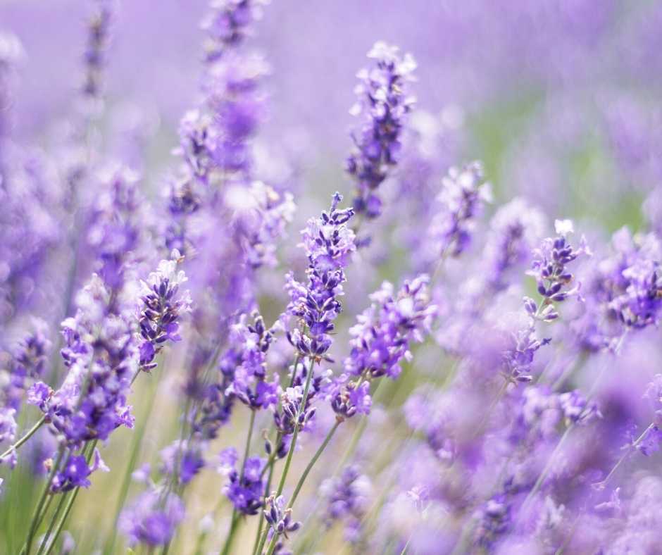 lavender