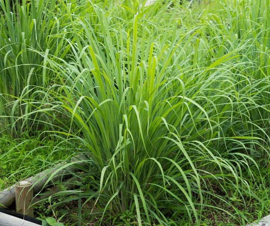lemongrass