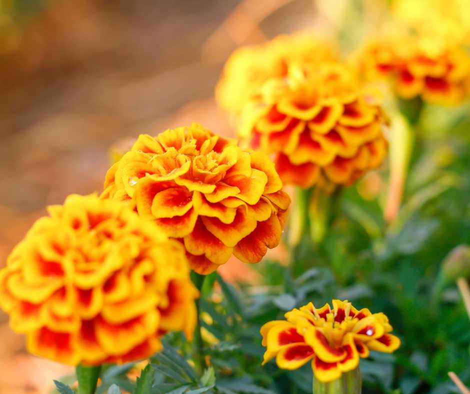 marigold