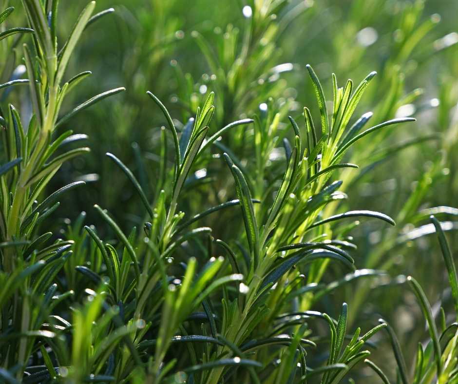 rosemary