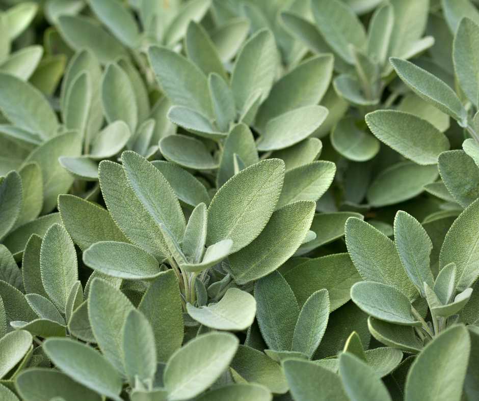 sage