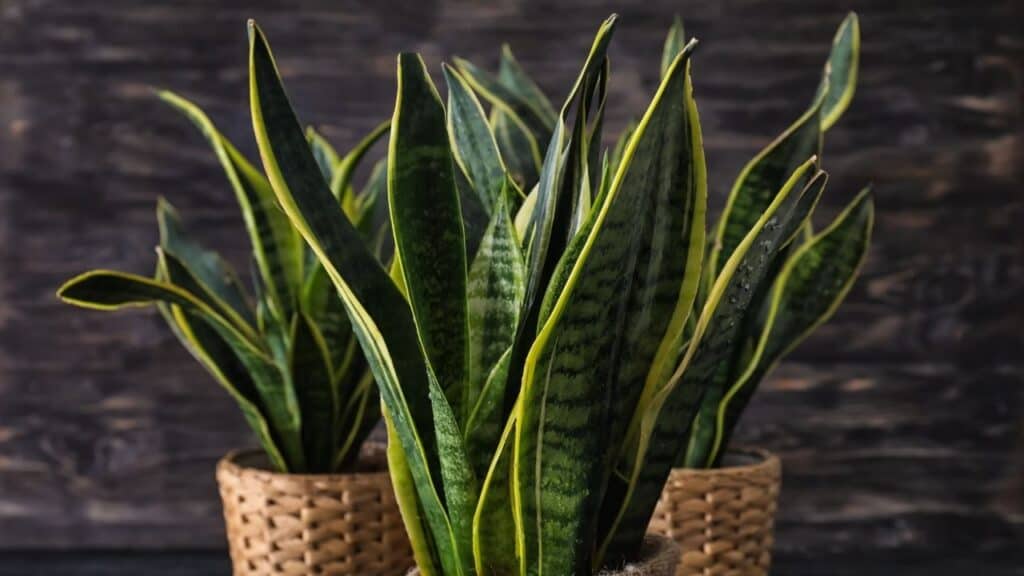 sansevieria