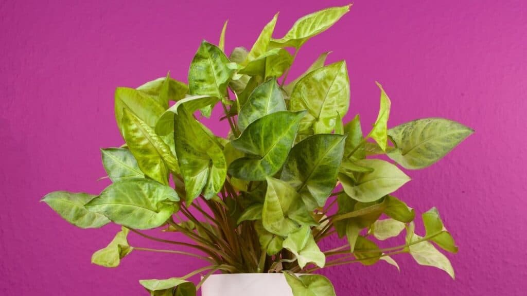 syngonium