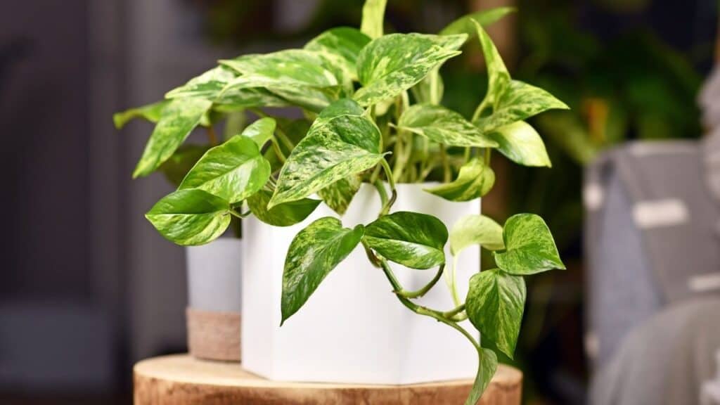 marble queen pothos