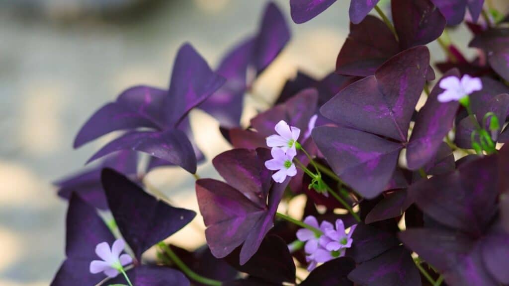 oxalis triangularis