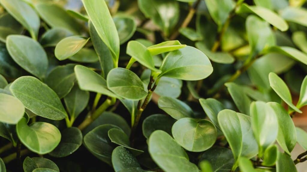 peperomia obtusifolia