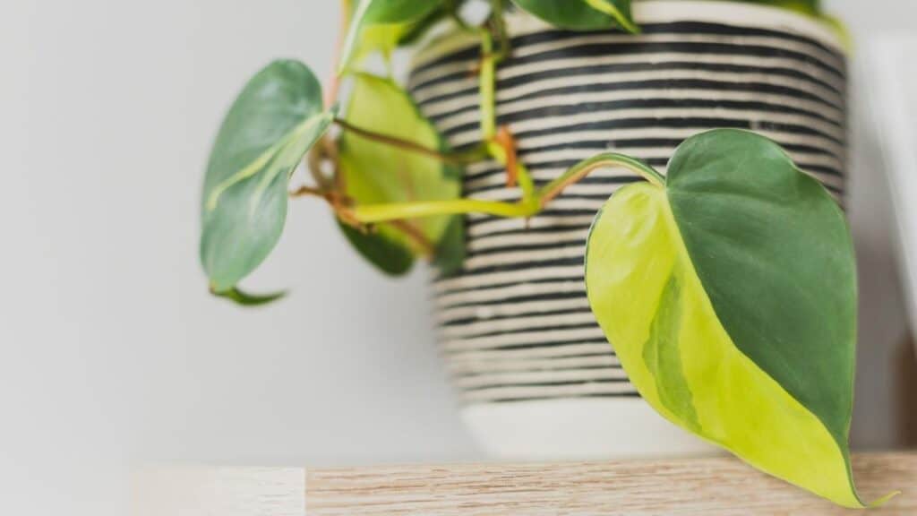 philodendron brasil