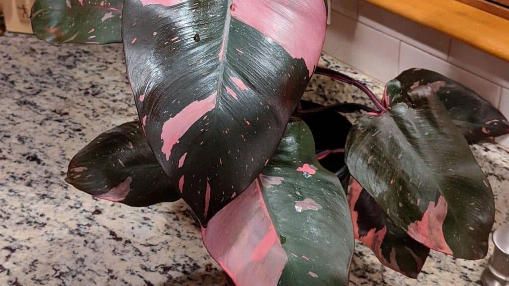 pink princess philodendron