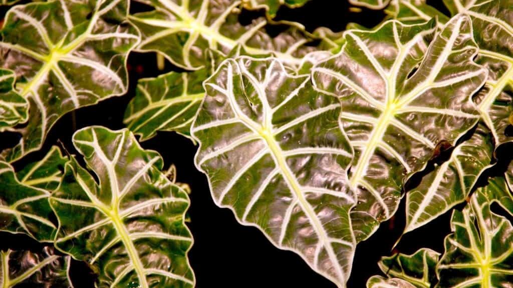 alocasia polly