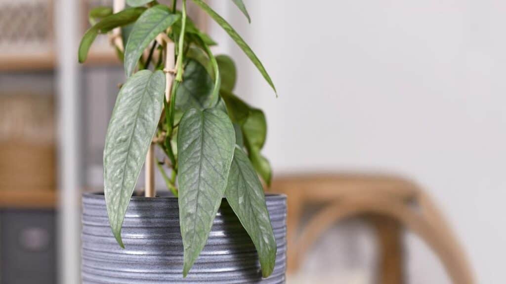 cebu blue pothos