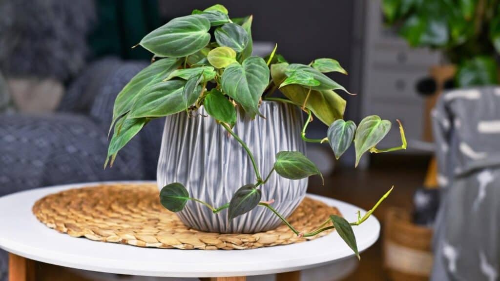 philodendron micans