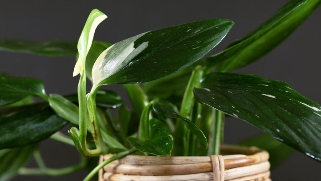monstera standleyana