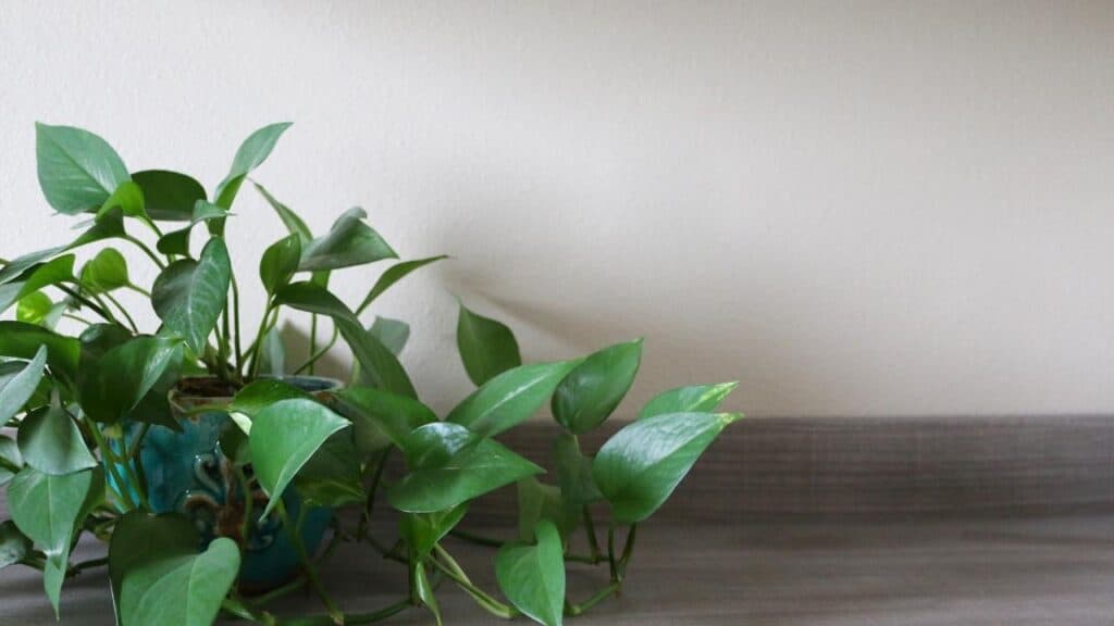 Jade Pothos