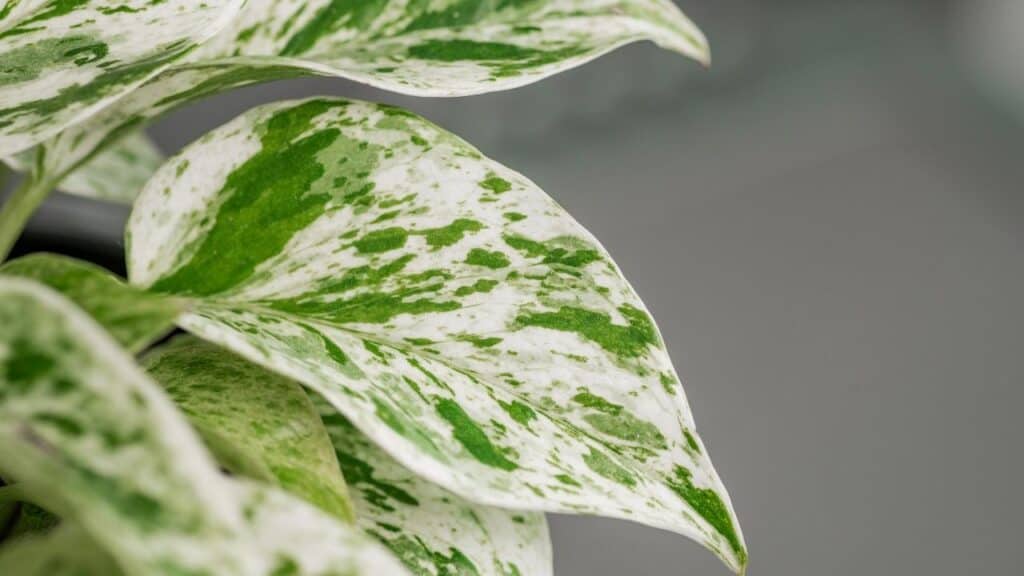 Marble Queen Pothos