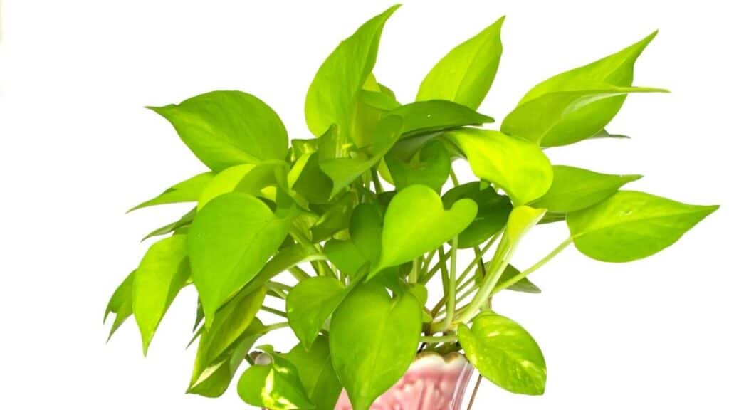 Taro Vine