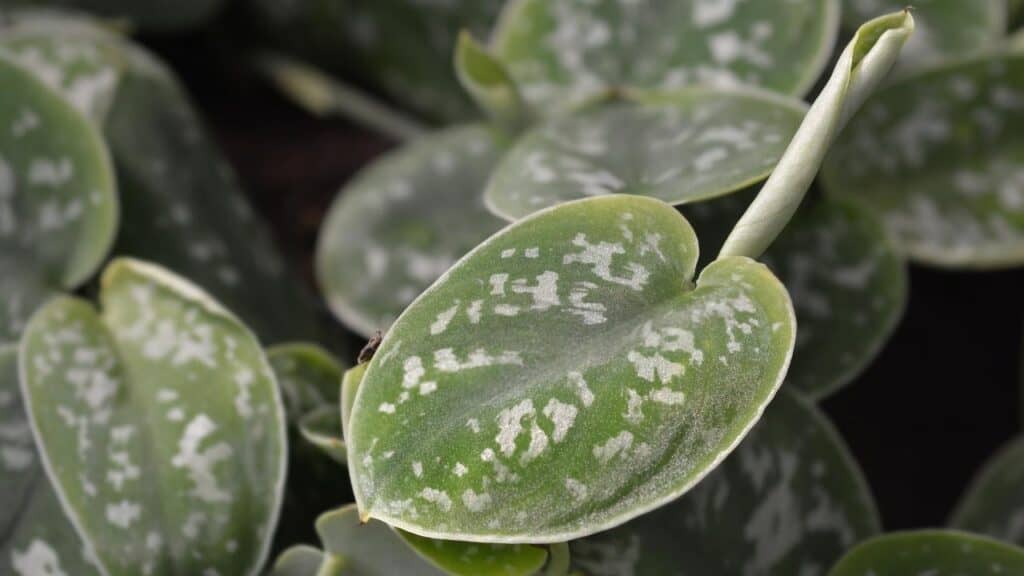 Silver Satin Pothos