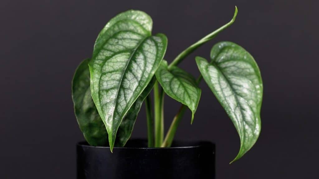 monstera siltepecana