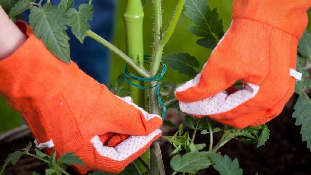tomato stakes
