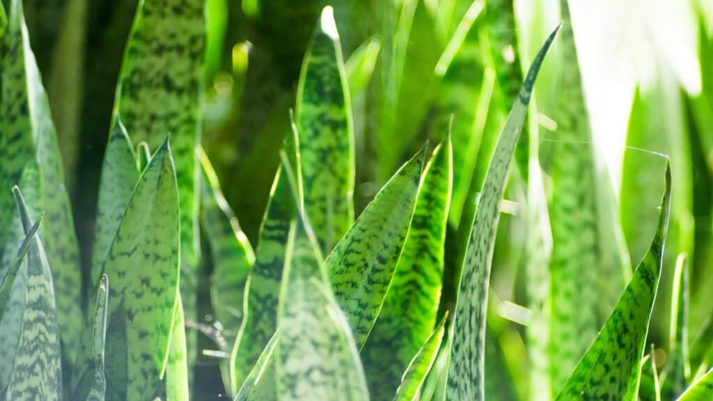 how to propagate snake plant in water