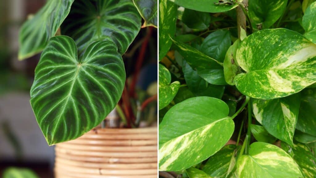 philodendron vs pothos