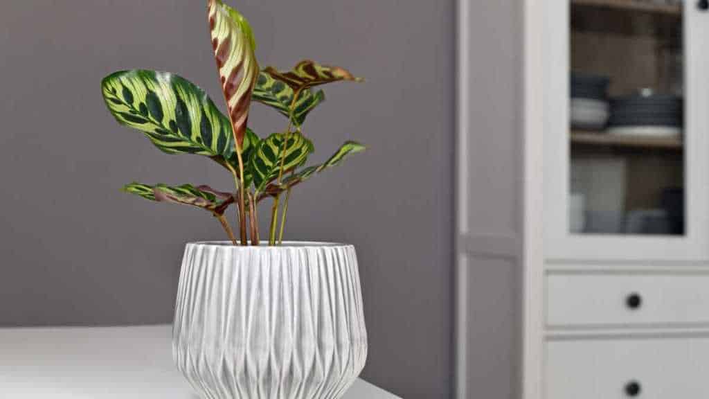 calathea makoyana