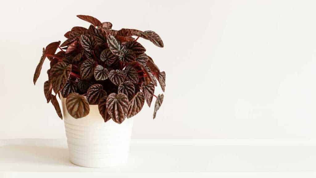 peperomia caperata