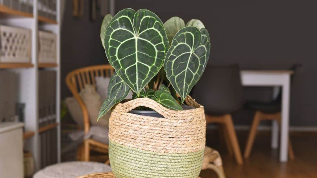 Anthurium Clarinervium