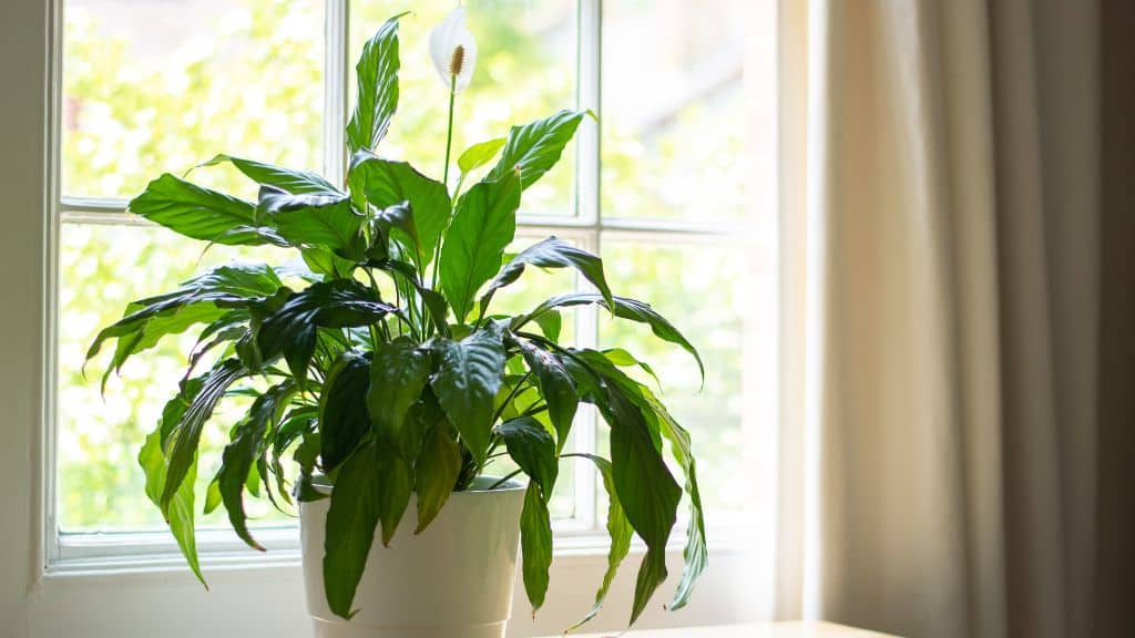 peace lily