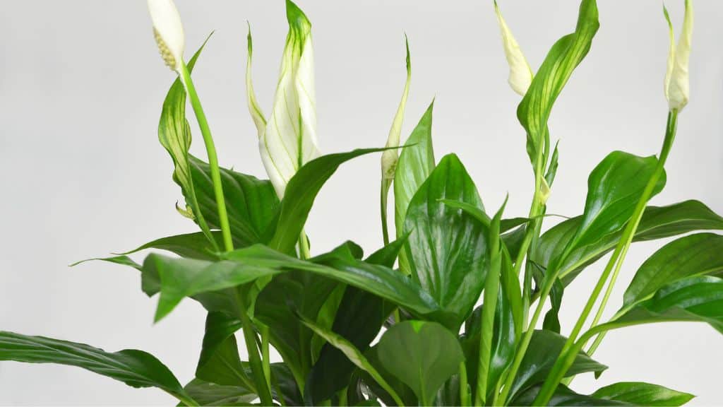 how not to have peace lily brown leaves