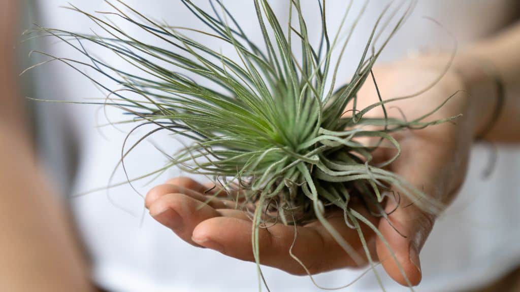 care for air plant