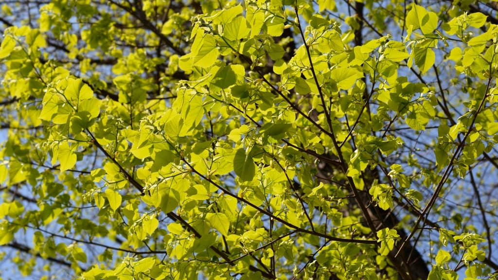 Silver Lime tree