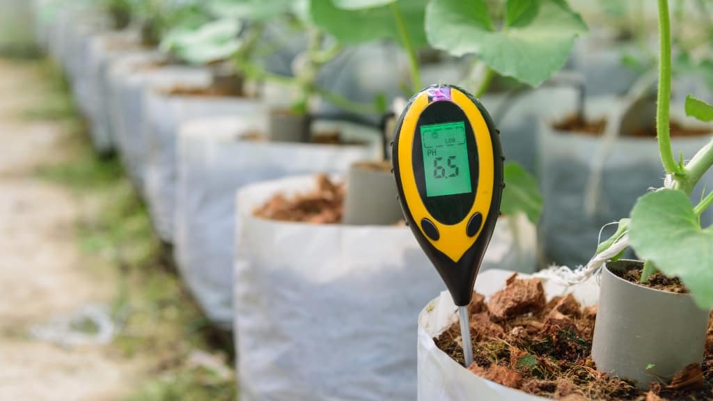 checking soil pH