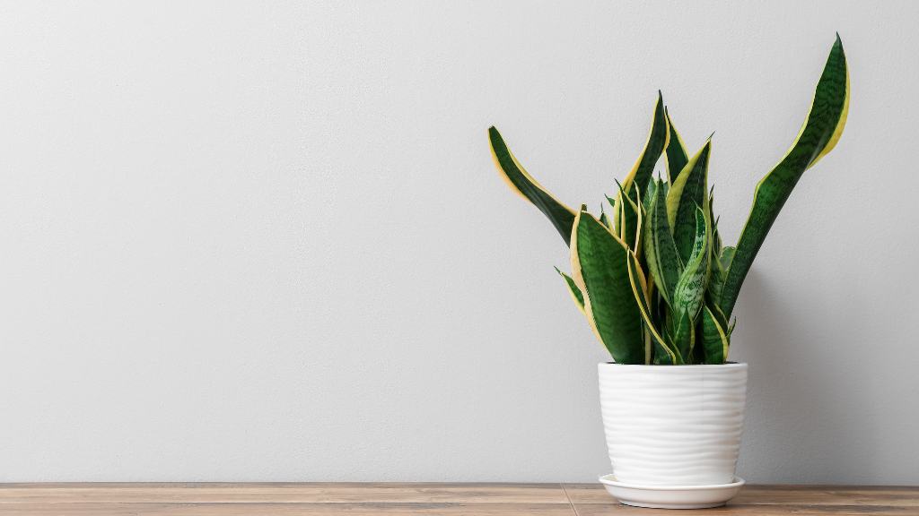 snake plant plastic pot