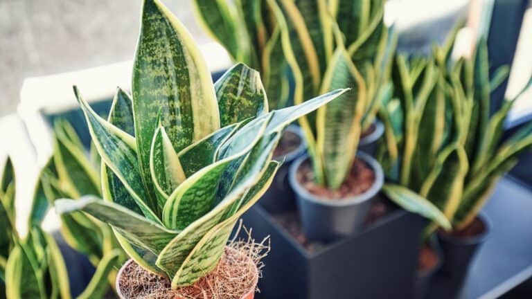 Choosing Perfect Snake Plant Pot: Ultimate Guide - Greeny Thumbs
