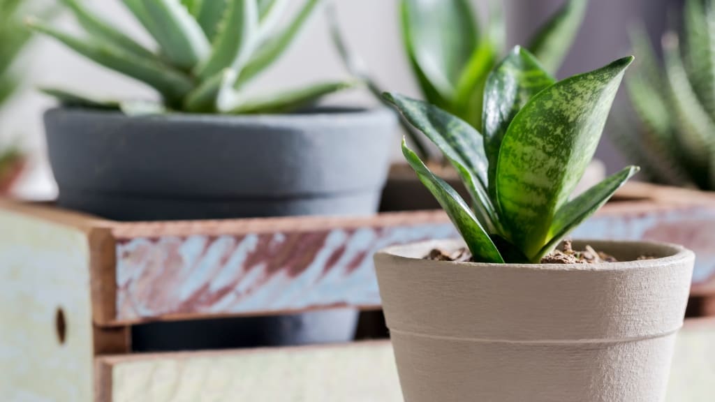 snake plant pot