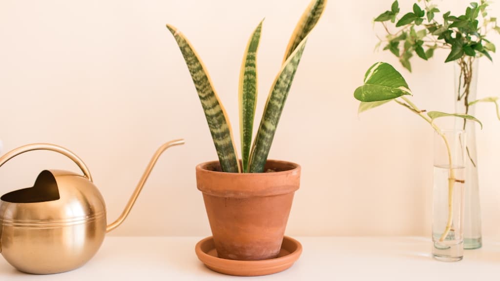 snake plant terracota pot