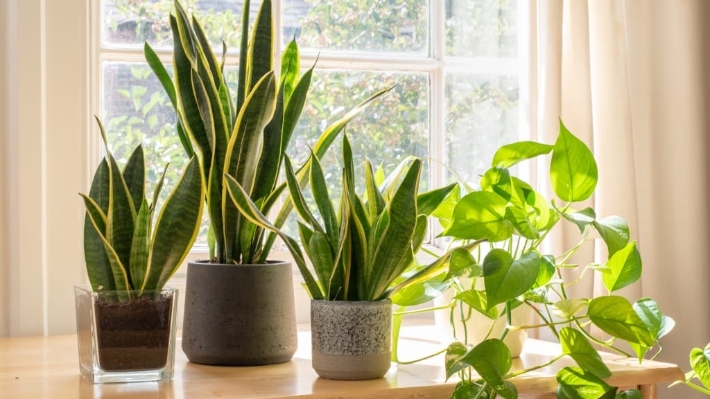 snake plant pot