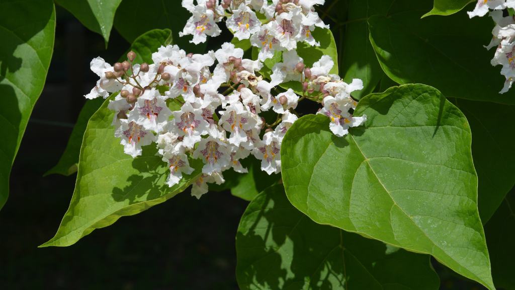 trees with heart shaped leaves