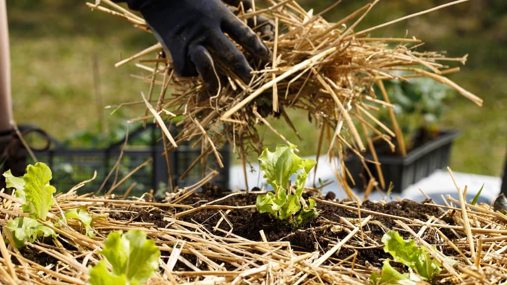 Straw mulch