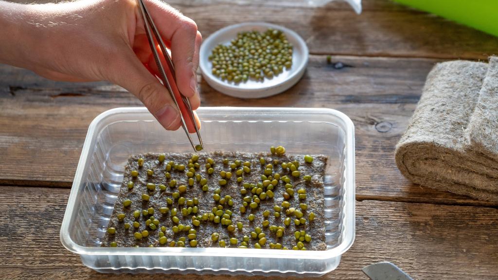 are microgreen seeds different from regular seeds