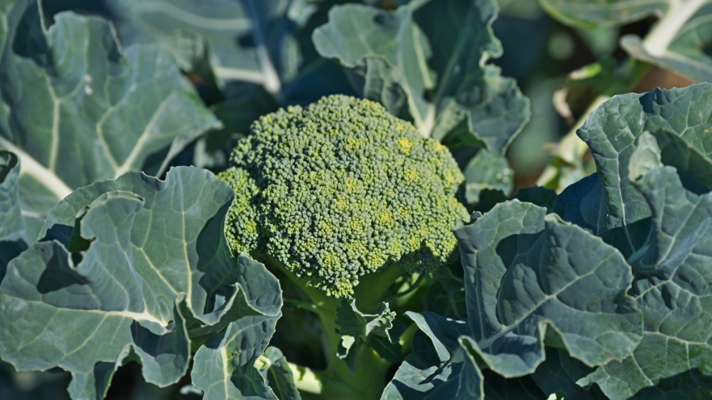 hydroponics broccoli