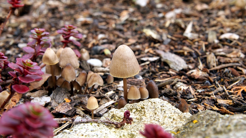 mushrooms in mulch