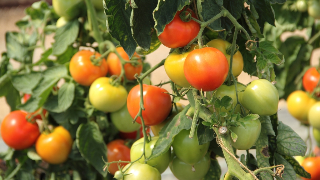 tomato plant lifespan