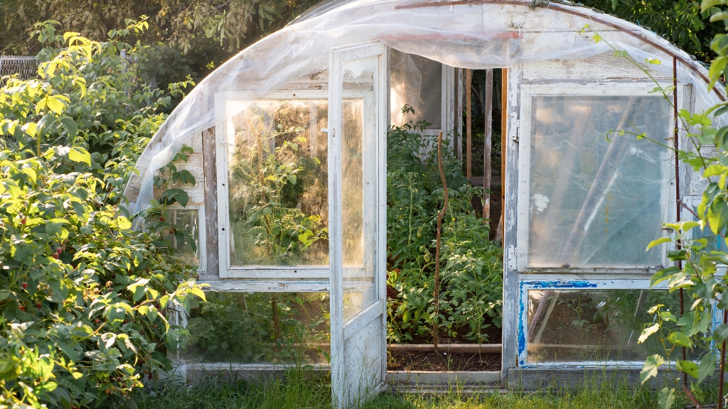 tomato plant lifespan